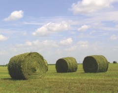 Alfalfa Based Pasture Mixture