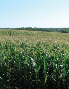 corn-field