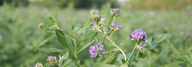 Alfalfa field