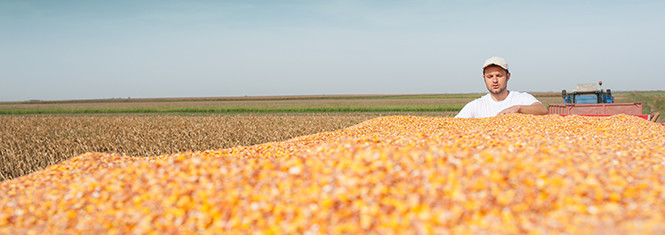 Farmer in Corn Field