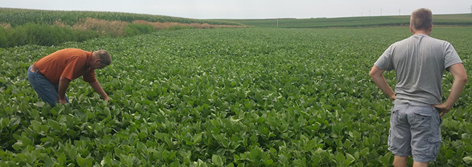 Two farmers in soybean field