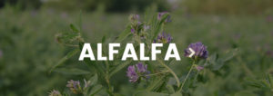 alfalfa