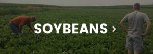 soybeans